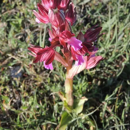 Angela Monte Sant'Angelo